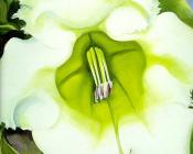 乔治亚奥基夫 - -Unknown